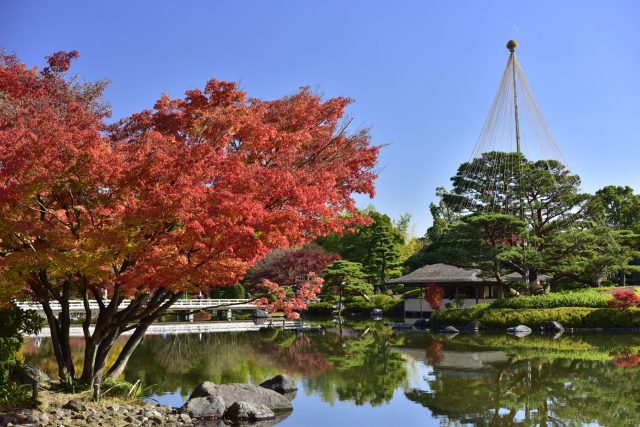 国营昭和纪念公园 景点指南 交通 周边景点资讯 好运日本行