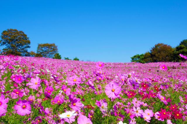 景点 庭园 公园 人气顺 好运日本行