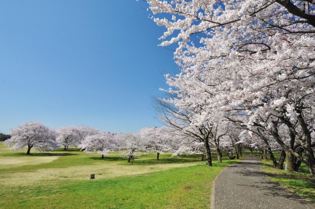 景点 庭园 公园 人气顺 好运日本行