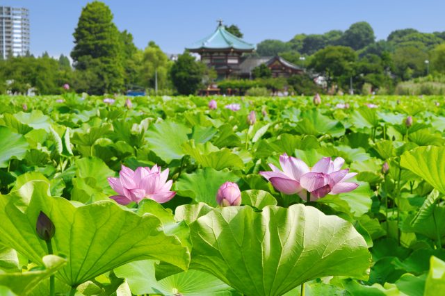 景点 上野 动物园 水族馆 植物园 好运日本行