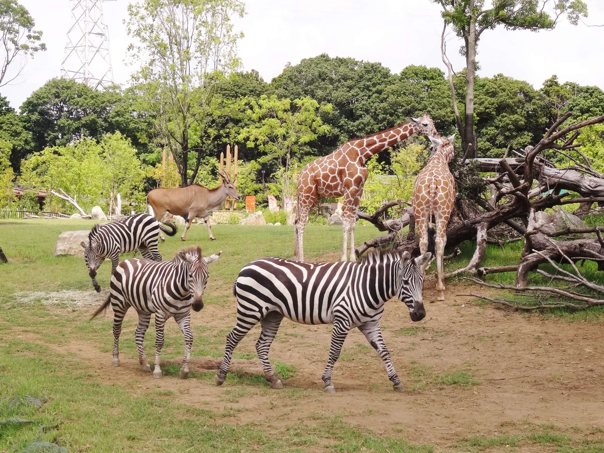 Зоопарк в японии