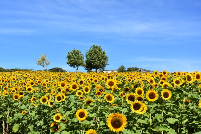 兵庫県立公園あわじ花さじき 見どころ 交通 周辺情報 Good Luck Trip