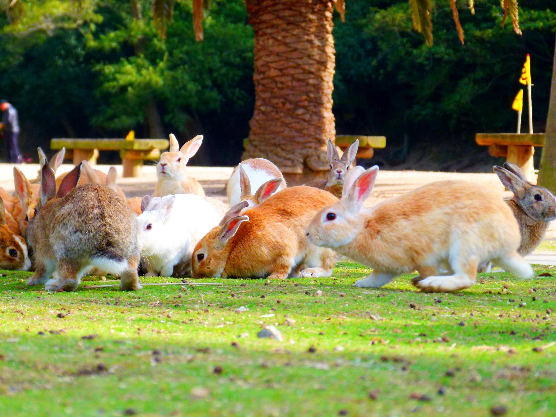 草丛里的一只兔子 (© wisan224/Getty Images Plus) | 必应每日高清壁纸 - 精彩,从这里开始