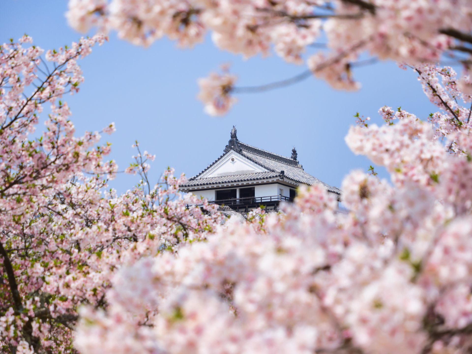 Honor the Tradition of Viewing Cherry Blossoms in These Signature