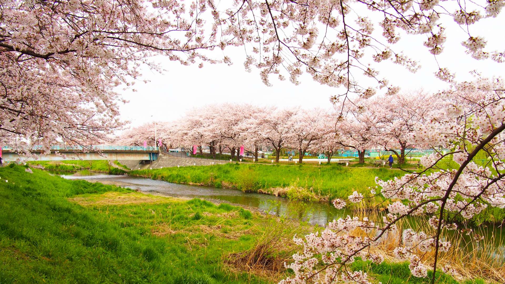 黒目川の桜 見どころ 交通 周辺情報 Good Luck Trip