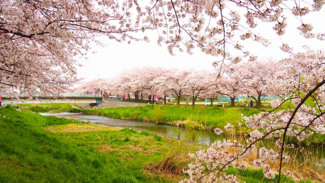 Cherry Blossoms along Kurome River