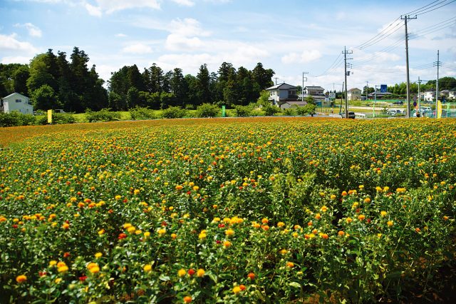 桶川べに花畑 見どころ 交通 周辺情報 Good Luck Trip