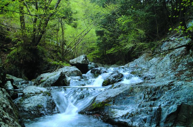 桐生川源流林】景点指南、交通 & 周边景点资讯 | 好运日本行