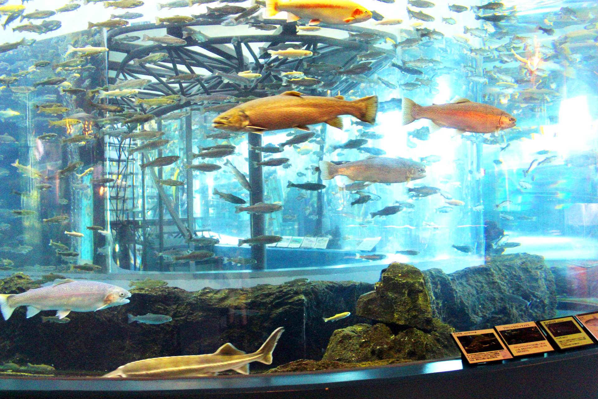 Fuji Spring Water Aquarium Must See Trip Plans Access Hours Price Good Luck Trip