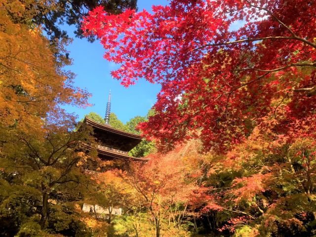 天台宗 金剛輪寺 景點指南 交通 周邊景點資訊 好運日本行