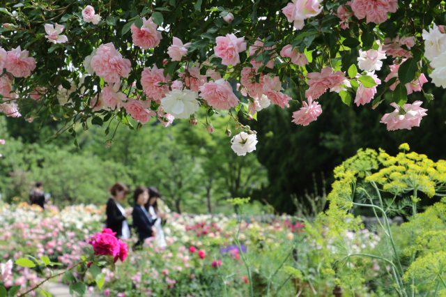 English Garden ローザンベリー多和田 見どころ 交通 周辺情報 Good Luck Trip