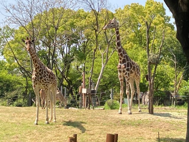 Tennoji Zoo - Must-See, Access, Hours & Price | GOOD LUCK TRIP