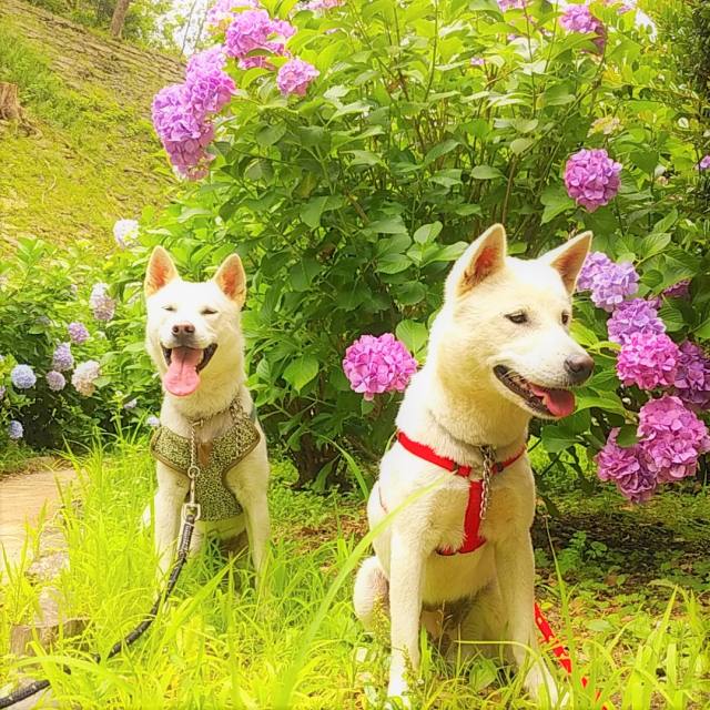 和歌山城公園動物園 景點指南 交通 周邊景點資訊 好運日本行