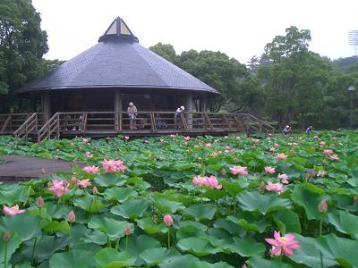 千葉公園 景點指南 周邊景點 星評 交通資訊 好運日本行