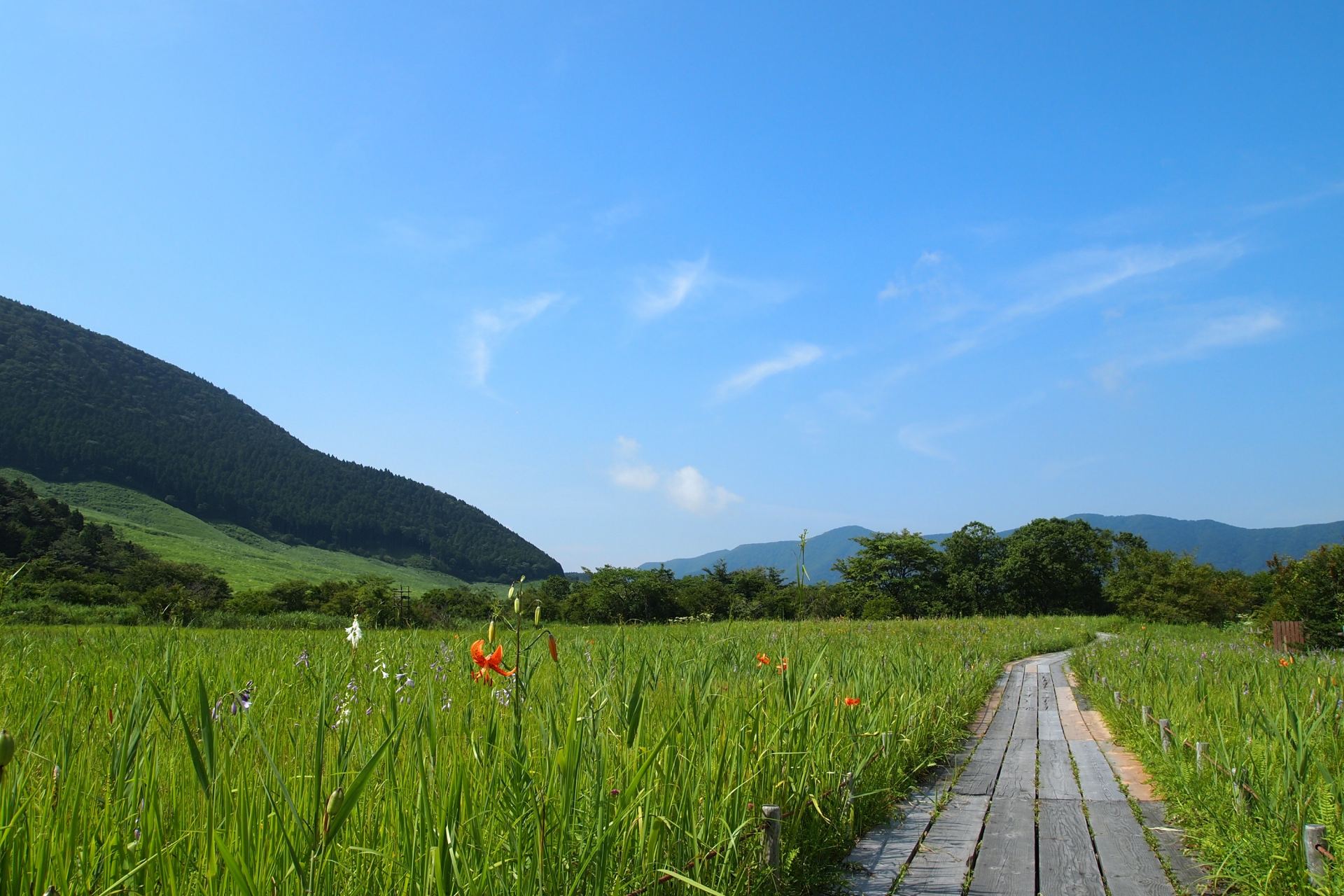 箱根湿生花園 見どころ 交通 周辺情報 Good Luck Trip