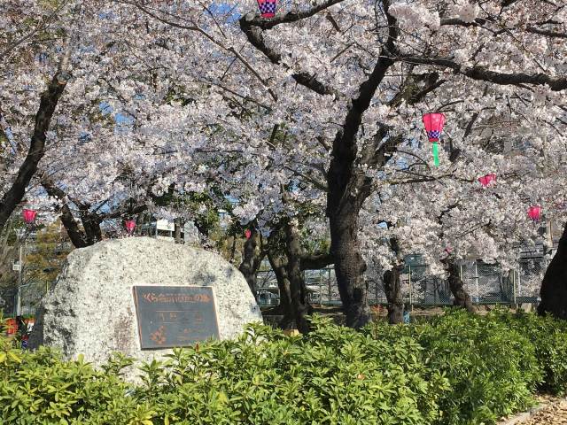 鶴舞公園櫻花祭