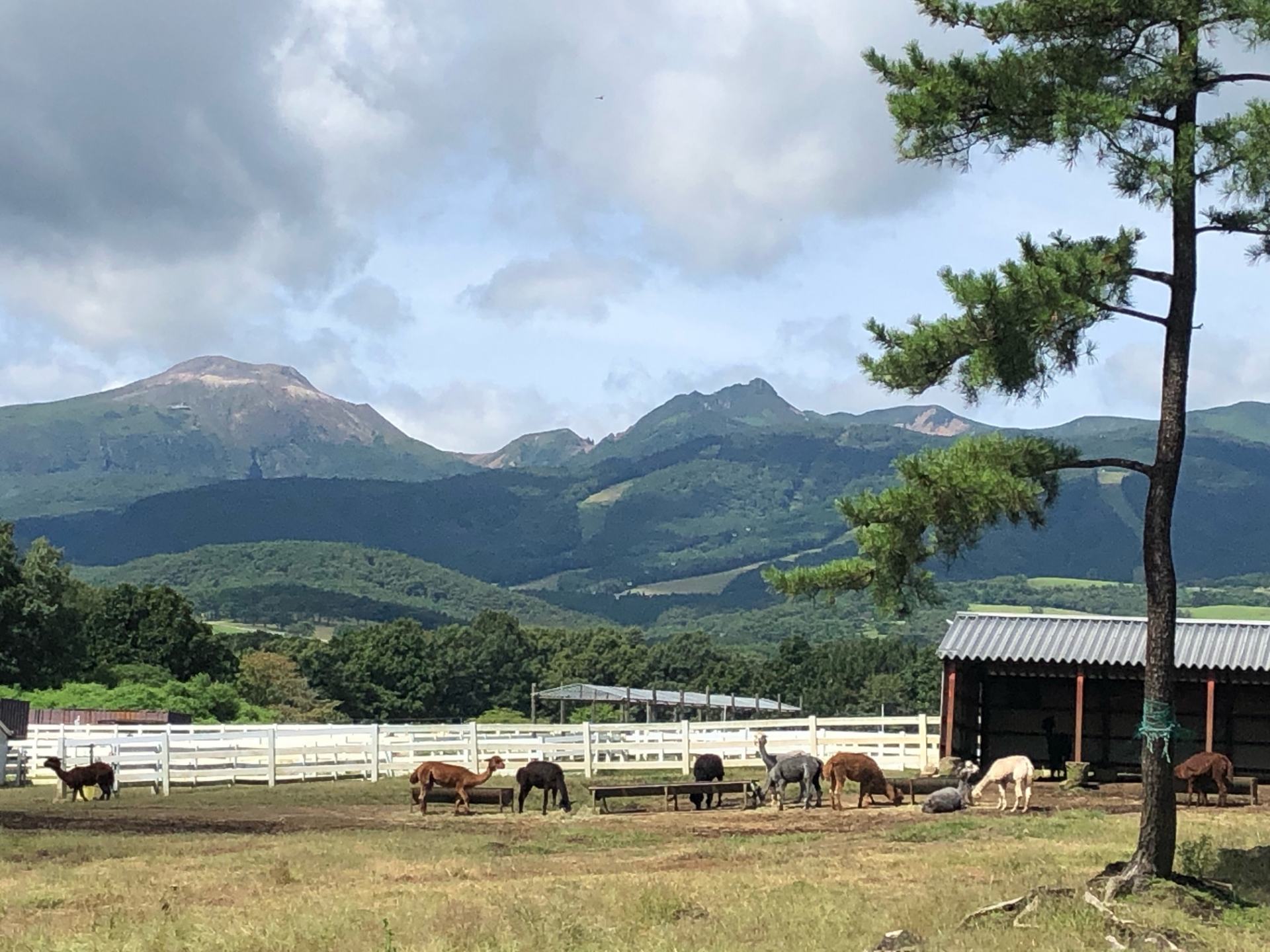 Nasu Alpaca Farm - Must-See, Access, Hours & Price | GOOD LUCK