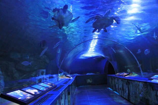 品川水族館 景點指南 周邊景點 星評 交通資訊 好運日本行