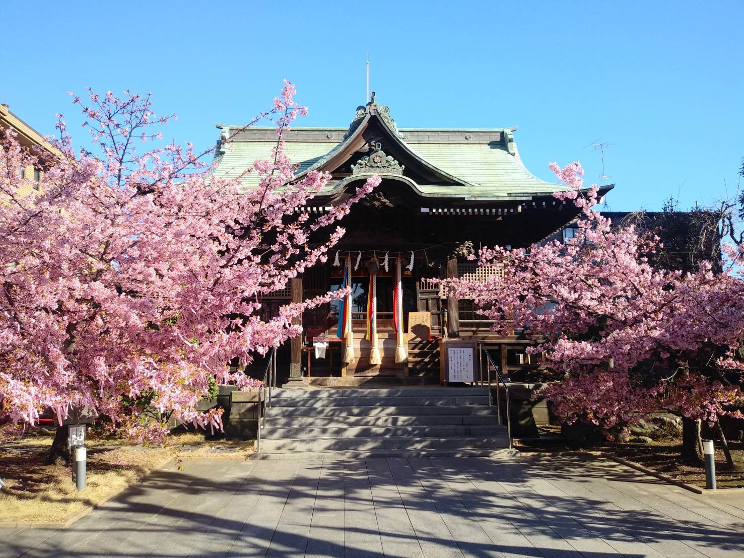 Sakura Jingu - Must-See, Access, Hours & Price | GOOD LUCK TRIP