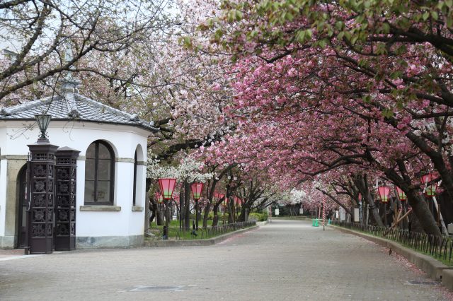 Cherry blossom walkthrough