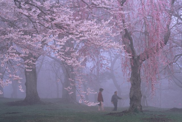 赤湯温泉桜まつり