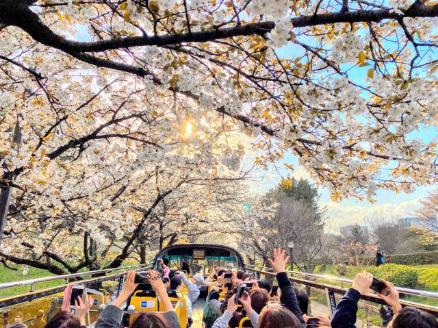 Seasonal courses that allow you to comfortably view cherry blossoms from the bus are also popular!