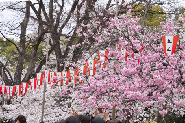 上野公園桜祭り