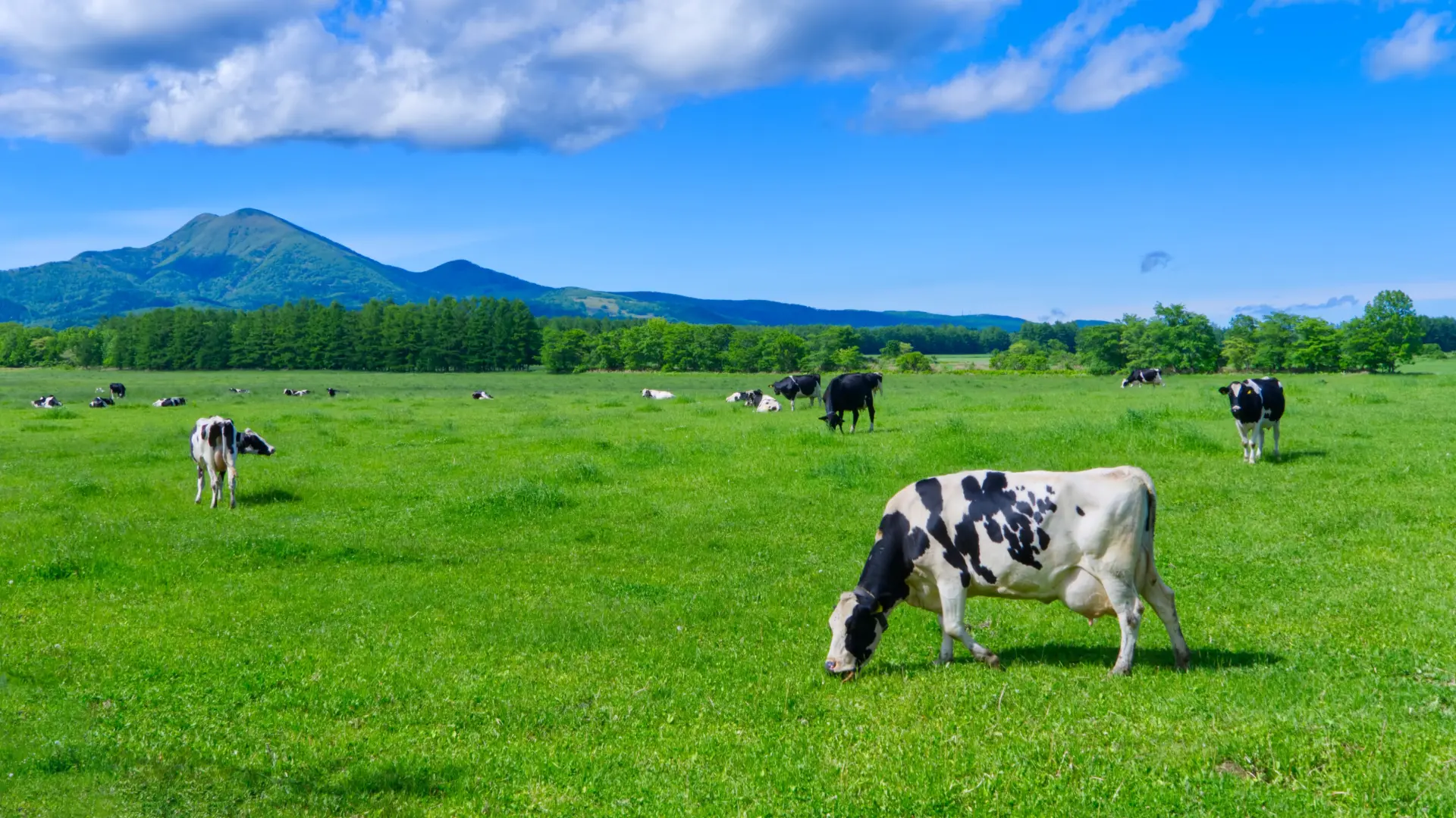 日本では年間737万トンの生乳が生産されている(2024年度)