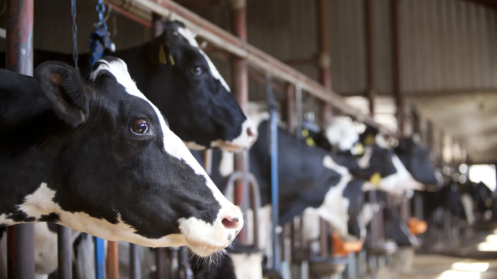 日本の牛乳を世界に発信していく足掛かりの記事となった